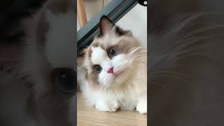 🐱 Ragdoll Kitten Sister's First Adventures! 😺 [Heart-Melting Cuteness] #cat#cute #cutecat #pet