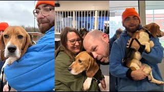 Rescued research beagles need specialized care, shelters warn