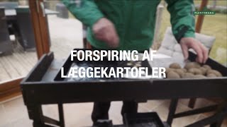 Guide: Dyrkning af kartofler: Sådan vælger, forspirer og lægger du kartofler