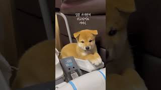 딸을 쳐다보는 엄마 “너 거기서 뭐하니?” #cutedog