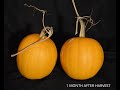 jack o lantern pumpkins growing time lapse