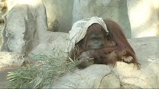 Argentine court to rule on 'depressed ' orangutan
