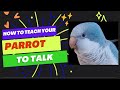 Teach Your Parrot to Talk | Parrot Teaching Video | Quaker Parrot Talking | talking parrot training