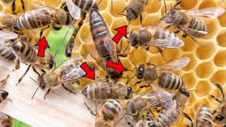 Honeybee | All About Animals | The Friday Zone | WTIU | PBS