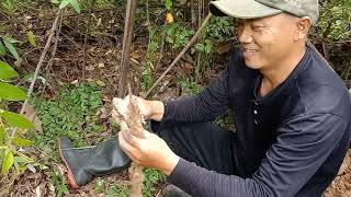 ขุดมันเทียนมันนกหัวใหญ่ๆขาวครับพี่น้อง