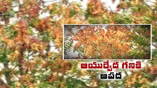 Dieback Disease Threatens To Destroy Neem Trees | తెగుళ్లు సోకి చనిపోతున్న వేప చెట్లు