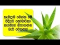හැමදාම කෝමාරිකා කෑවොත් හිතාගන්න බැරි වෙනසක් - Health Benefits Of Aloe Vera Juice