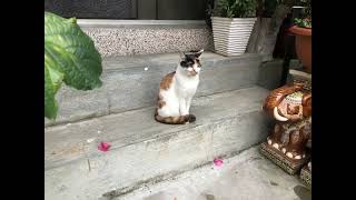 三花貓，三毛猫，Calico Cat，Street Cat