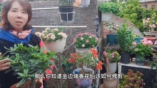 金边瑞香花后怎样修剪，花谢后到第二年开花的养护方法