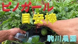 ピノガール着果確認　収穫目安棒　駒川農園　23.6.29