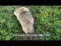 これが本当のたぬき蕎麦 tanuki eating soba