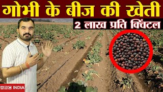 2 लाख प्रति क्विंटल | Cauliflower Seed Farming | Gobhi seed farming | गोभी के बीज की खेती | Cabbage