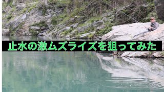 【Fly Fishing】宮崎のFy Fishing #7  五ヶ瀬川ヤマメ  銀化ヤマメライズ攻略　＃fly fishing #フライフィッシング