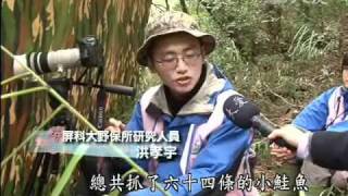 大愛電視 大愛新聞 DaAiTV 小櫻的記事--七家灣溪國寶魚 復育有成族群增