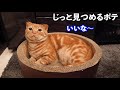 飼い主に助けを求め添い寝をする子猫が可愛すぎた。【マンチカン】