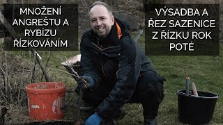 Množení angreštu a rybízu řízkováním - výsadba a řez sazenice z řízku rok poté