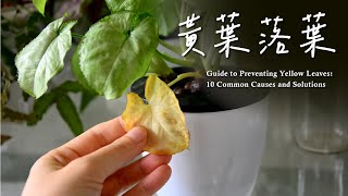 新手必看！不再為枯黃落葉困擾🍂植物10種黃葉跡象、原因及解方🌿Guide to Preventing Yellow Leaves: 10  Common Causes ＆ Solutions