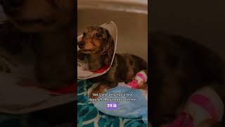 （車椅子犬リハビリ) End-stage cancer dog is a rockstar ! #shorts #dachshund 末期がんに立ち向かうダックス