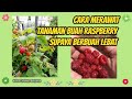 Cara Merawat Tanaman Buah Raspberry supaya Berbuah Lebat