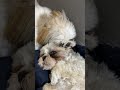 もふもふ。おやすみなさい。眠いときはラブラブなわんこ。 ペット ペットのいる暮らし シーズー 犬のいる暮らし ささペット 癒し動画 犬 0 4