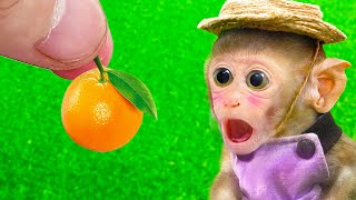 🐵Farmer Bi Bon picks oranges from the garden to make smoothies | Animal HT Monkey Baby