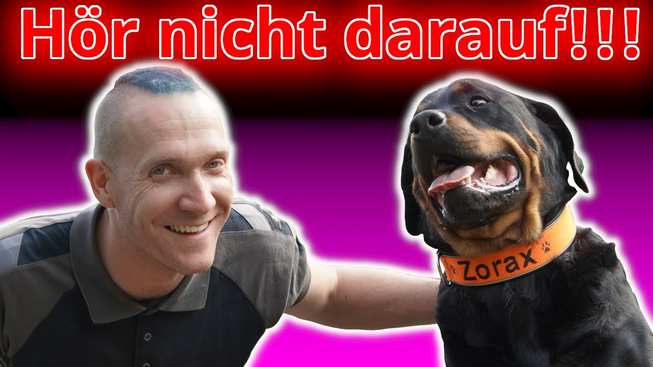 Lass Dich Nicht Verarschen! Warum Rein Positives Hundetraining Deiner ...