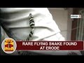 EXCLUSIVE : Rare Flying Snake Found at Erode | Thanthi TV