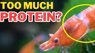 Why Shrimps Fail To Molt?