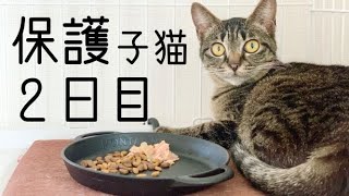 【保護から２日目】ケージ生活を満喫する仔猫