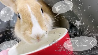 【保護うさぎ】うちの子、水を飲むとき音がするんです…。※音量注意