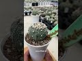 Repotting in slow mo - #short #astrophytum #cactus #kaktus #shorts