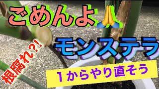 【観葉植物】大ピンチのモンステラ🌱を救う🥶①  ＃茎伏せ＃水耕栽培＃根腐れ