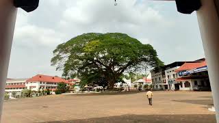 100 വർഷം പഴക്കം ഉള്ള മരം | More than100 year old tree in kottayam, Kerala | Biggest and oldest tree