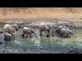 Elephant Highlights from Rifa Concession