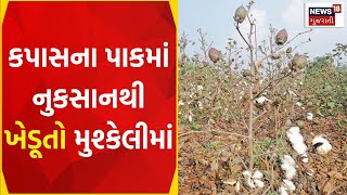 Morbi News: કપાસના પાકમાં ભારે નુકસાનથી ખેડૂતો મુશ્કેલીમાં | Farmers | Cotton Crop | Gujarati News