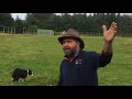 Sheep Dog Demo, Annamoe, Ireland