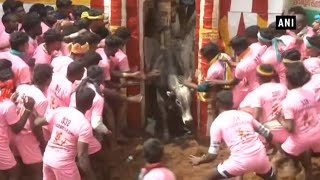 Medical camps established for Jallikattu participants by ITBP