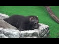 ブッシュドッグの赤ちゃんの可愛さが犯罪レベル！〜bush dog baby〜