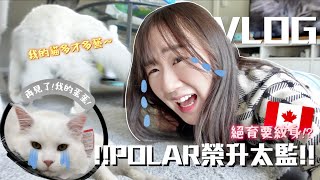 Vlog🇨🇦 POLAR在加拿大絕育🐈 正式加入貓太監行列🥹 在温哥華絕育後要紋身🙀!? 順便炫耀POLAR的個人技🥳￼