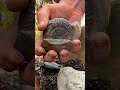 perfect fossil cracked by pebble beach