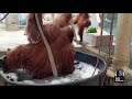 orangutans hesty and berani get a bubble bath