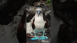 Blue footed booby - Galápagos ☀️