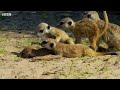 Meerkats vs Robot Cobra  Spy In The Wild  BBC Earth