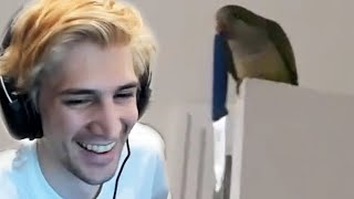 xQc Reacts to memes that are actually funny