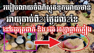 របៀបលាយចំណីស្ងួតទុកអោយមាន់ ដែលមានអាយុចាប់ពី21ថ្ងៃដល់2ខែនៅរដូវត្រជាក់ និង រដូវវស្សាធ្លាក់ភ្លៀង។