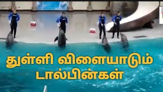 Marineland Dolphin's Show - Ontario in Canada | துள்ளி விளையாடும் டால்பின்கள்