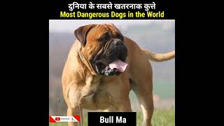 Top 10 Most Dangerous Dogs in the World !! दुनिया के सबसे खतरनाक कुत्ते #shorts #facts