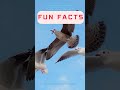 🐦Do you know which bird has the largest wingspan...🐦