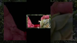 #short Graptoveria lovely rose variegada ❤️❤️❤️ #suculentas  #succulents  #sucul