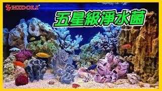 (養魚必備品)邁可斯全方位微生物淨水菌